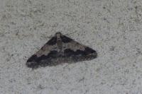 Agriopis leucophaearia