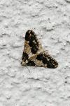 Agriopis leucophaearia