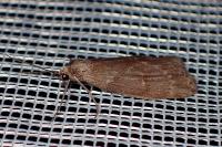 Pachycnemia hippocastanaria hippocastanaria