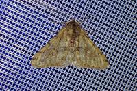 Phigalia pilosaria