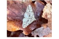 Agriopis leucophaearia