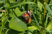 Vanessa atalanta