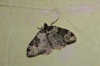 Xanthorhoe fluctuata