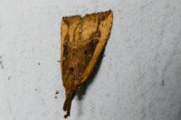 Hypena rostralis