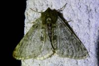 Phigalia pilosaria