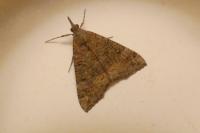 Hypena obsitalis