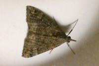 Hypena obsitalis