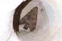 Macroglossum stellatarum