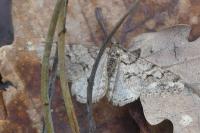 Agriopis leucophaearia