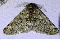 Phigalia pilosaria
