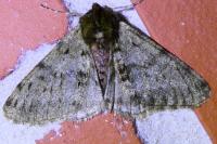 Phigalia pilosaria