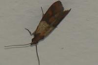 Plodia interpunctella
