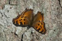 Nymphalis polychloros