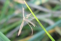 Emmelina monodactyla