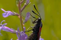 Zygaena transalpina