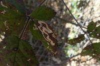 Stigmella aurella