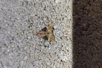 Hypena obsitalis