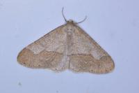 Phigaliohybernia marginaria