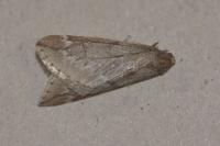 Alsophila aescularia