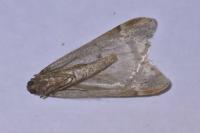 Alsophila aescularia