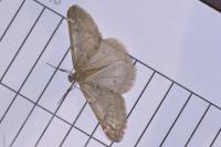 Alsophila aescularia