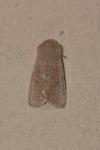 Orthosia cruda