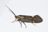 Esperia sulphurella