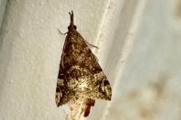 Hypena obsitalis