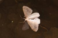 Phigaliohybernia marginaria