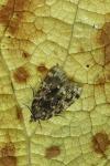 Aglossa caprealis