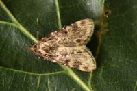 Aglossa caprealis