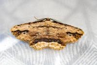 Menophra abruptaria