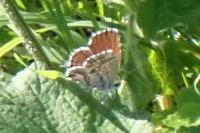 Cacyreus marshalli