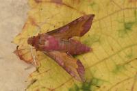 Deilephila porcellus