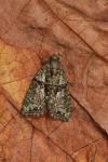 Cryphia algae