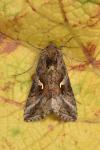 Autographa gamma