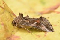 Autographa gamma
