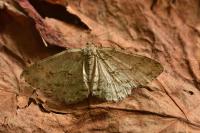 Ectropis crepuscularia