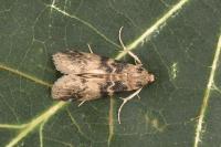 Euzophera pinguis