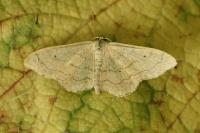 Idaea straminata