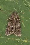 Acronicta rumicis