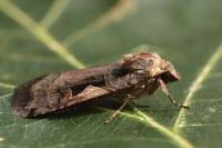 Xestia c-nigrum