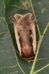Ochropleura plecta