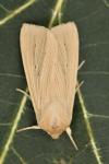 Mythimna pallens