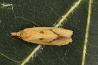 Agapeta hamana