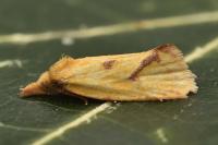 Agapeta hamana