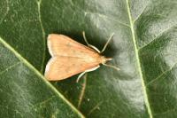 Udea ferrugalis