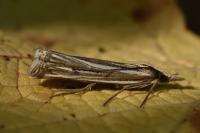 Ancylolomia tentaculella