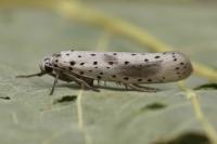 Yponomeuta irrorella