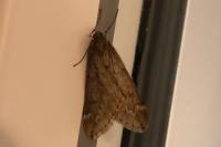 Alsophila aescularia